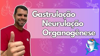 Embriologia  Aula 4  Gastrulação Neurulação e Organogênese [upl. by Ecilahc]