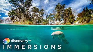 Manatee Spring Slow TV  discovery Immersions [upl. by Vena853]