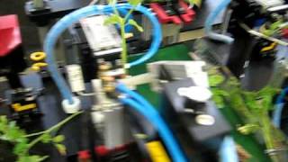 Automated Grafting Tomatoes [upl. by Harima]