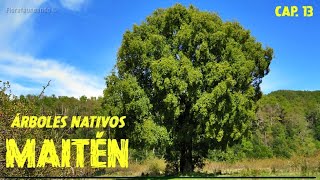 Serie Árboles Nativos de Argentina  Maitén Maytenus boaria  Capítulo 13 [upl. by Sibylle]