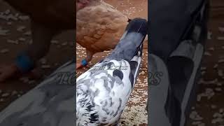 pigeons ring making  புறா வளர்ப்பு  pets pigeons shorts [upl. by Valene194]