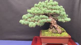 Mostra bonsai Suiseki Roma [upl. by Nesline678]