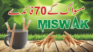 Miswak ke Faidy  70 benefits of miswak  Msq Online  Miswak ka Tariqa  Miswak Ki Fazilat Miswak [upl. by Hennebery]