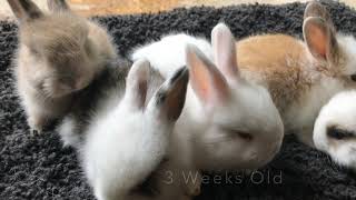 Baby French Angora Rabbits In Indiana [upl. by Filiano]