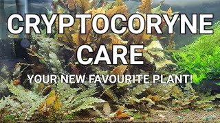 Cryptocoryne Care Guide  Crypt Melt Planting Trimming And Propagating Your Crypts [upl. by Ettelracs917]