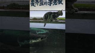 Arapaima attack cat 🐈‍⬛ ytviral youtubeshorts arapaima youtube [upl. by Cicily]