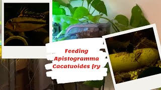 Feeding Apistogramma cacatuoides fry [upl. by Nosidam]