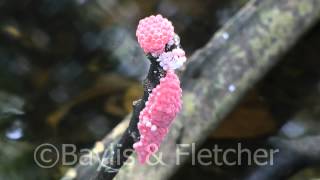 Golden Apple snail Pomacea canaliculata eggs Malaysia 20150325124221m2ts [upl. by Kalle]