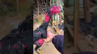 world famous chicken breed birds  chicken [upl. by Ogilvie]