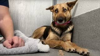 Mini German Shepherd abandoned at Home Depot Watch when she’s told she’s a good girl for first time [upl. by Nitsirk3]