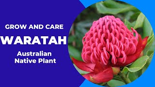 How To Grow And Care For Waratah Australian Native Plant [upl. by Warila745]