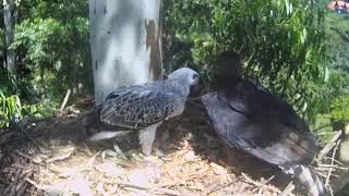 Zimbali Estate Crowned Eagle  Wojownik wspaniały Przylot mamy i karmienie Boya🐥🌹🍀 06022024 [upl. by Stempien]