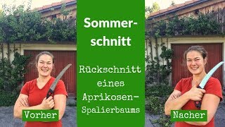 Sommerschnitt  Rückschnitt eines AprikosenSpalierbaums [upl. by Almeeta]