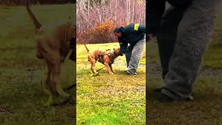 my dog attract him dog puppy lovanimals heartwarmingpets [upl. by Yatnuhs]