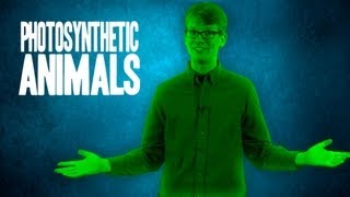 3 Amazing Photosynthetic Animals [upl. by Einahpts420]