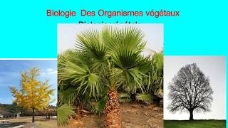 Biologie végétale les cormophytes [upl. by Ricca]