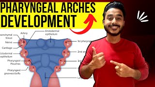 pharyngeal arches development embryology  development of pharyngeal arches derivative embryology [upl. by Schofield]