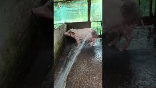 Pig Bathing [upl. by Jona]