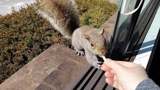 The joy of hand feeding squirrels [upl. by Lianne]