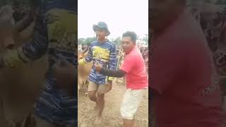 Ngereb dan DJ yang dilakukan youtuber elpi jasri di sawah pacuan sapilucu ngakak unik [upl. by Langbehn]