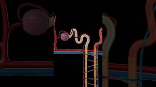 renal corpuscle structure and function nephron anatomy and physiology anatomy education biology [upl. by Atilam]