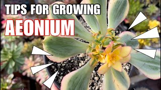 Useful Tips for Aeonium Sunburst  succulent garden  sen đá [upl. by Jansen660]