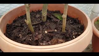 Como reproducir Floripondio por esquejes PARTE 1 How to reproduce Floripondio by cuttings PART 1 [upl. by Gereld484]