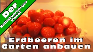 Erdbeeren im Garten anbauen und die Schwierigkeiten [upl. by Aicenad]