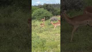 Impalas going crazy during rutting season in Kruger National Park impalas krugernationalpark [upl. by Constancia]