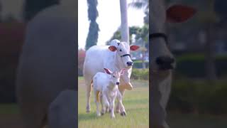 Jai Shree Gau Mata gaumata krishna gauseva [upl. by Akenot]