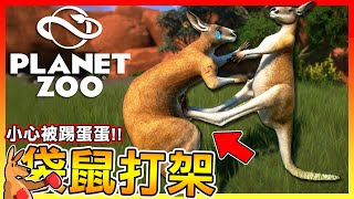 小心被踢蛋蛋 袋鼠打架猛踹😂【動物園之星 Planet Zoo】袋鼠媽媽的百寶袋 全字幕 38 [upl. by Dnalor]