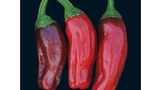 âŸ¹ Italian Pepperoncini Pepper Capsicum annuum PLANT REVIEW pepper [upl. by Ayekan]