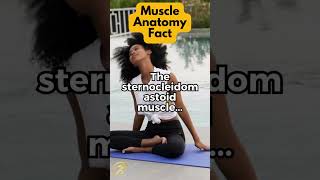 The sternocleidomastoid muscle [upl. by Nyved846]