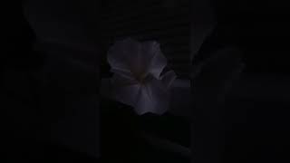 Moon flower in bloom at night [upl. by Anayrb]