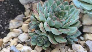 Propagating Echeveria Pulidonis from Offsets [upl. by Gromme148]