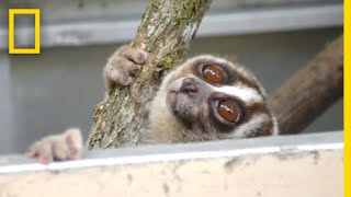 Rescuers Release 20 Javan Slow Lorises Back Into The Wild  National Geographic [upl. by Luap]