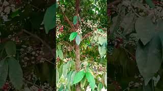 Pokok Salam  Bay Leaf Tree [upl. by Aid]