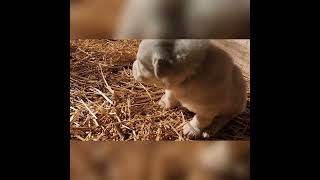 Great Pyrenees I love to bark [upl. by Inattyrb]