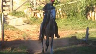 Cavalo Marcha Picada Mangalarga MarchadorRingo do Desejo [upl. by Clemente]