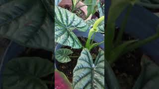 The Stunning Alocasia Sinuata [upl. by Orville]