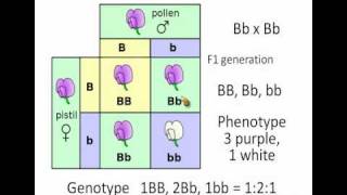 punnett square [upl. by Zipah]