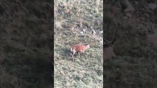 cervo maschio e la femmina con piccolo durante la stagione degli amori in val di rabbi swarovski atx [upl. by Norine]