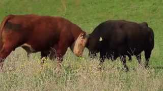 bull fight between Hereford and Black Angus at Elk Creek Ca [upl. by Shea657]