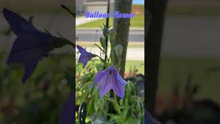 Ballon flowerPlatycodon grandiflorus  perennial plant zone 8a7b zone7b flowergardening [upl. by Groh]