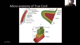 Applied Anatomy Of Larynx And Hypopharynx Dr Shikhar Sawhney [upl. by Rodama384]