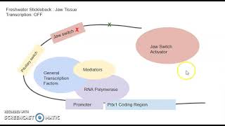 Modeling the Regulatory Switches of Pitx1 Gene in Stickleback Fish [upl. by Ayita307]