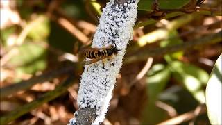 Wooly Alder Aphids Strange Bugs [upl. by Shah]