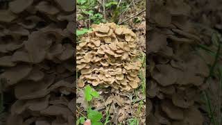 Polyporus umbellatus Habitat y usos de este sabroso comestible [upl. by Kier]