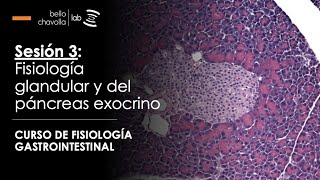 Fisiología del páncreas exocrino y de las glándulas salivales [upl. by Guillemette]