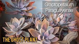 Graptopetalum paraguayense  How To Care For Graptopetalum paraguayense  Ghost Plant succulent [upl. by Enilkcaj]